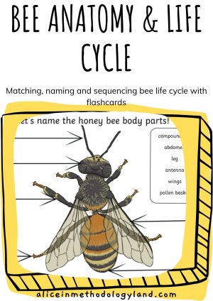 🐝 Bee Anatomy Activity Pack