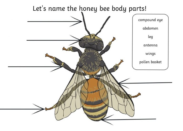 🐝 Bee Anatomy Activity Pack ⋆ Discover Methodologyland