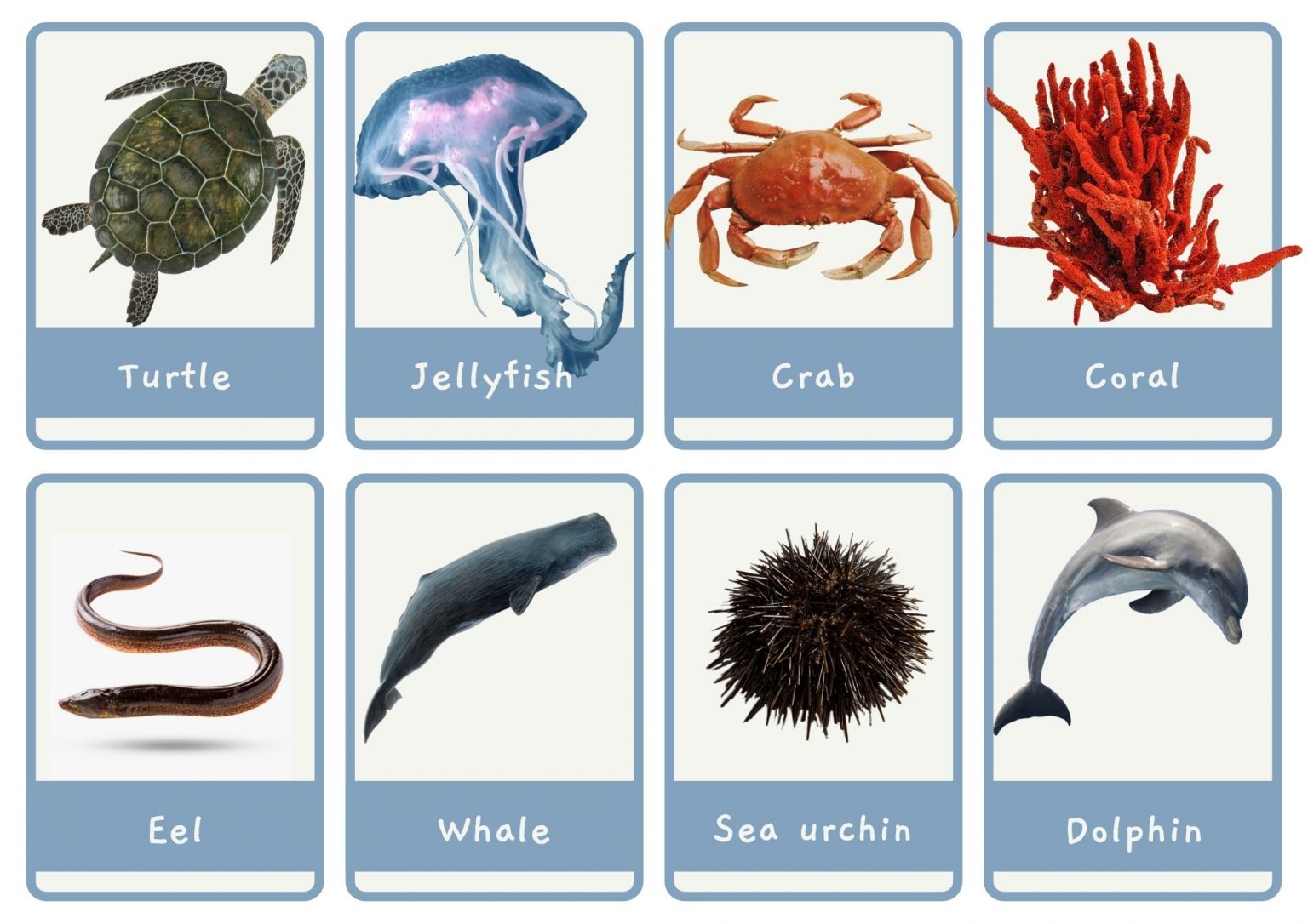 🐬Sea animals: Small & Large Flashcards + A4 Posters ⋆ Discover ...