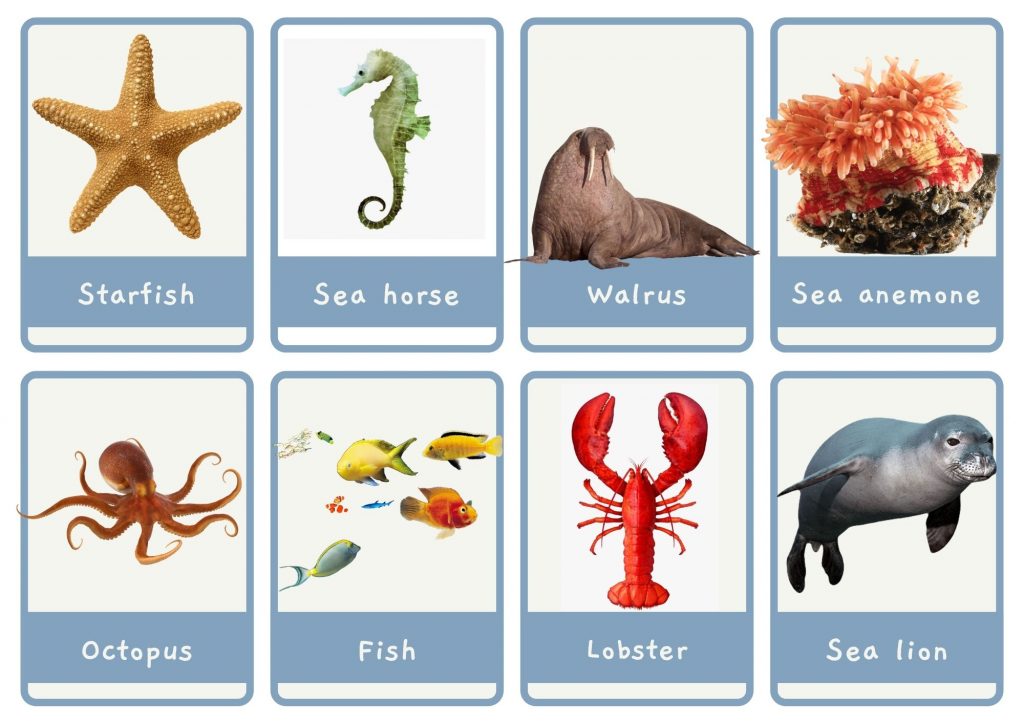 🐬Sea animals: Small & Large Flashcards + A4 Posters ⋆ Discover ...